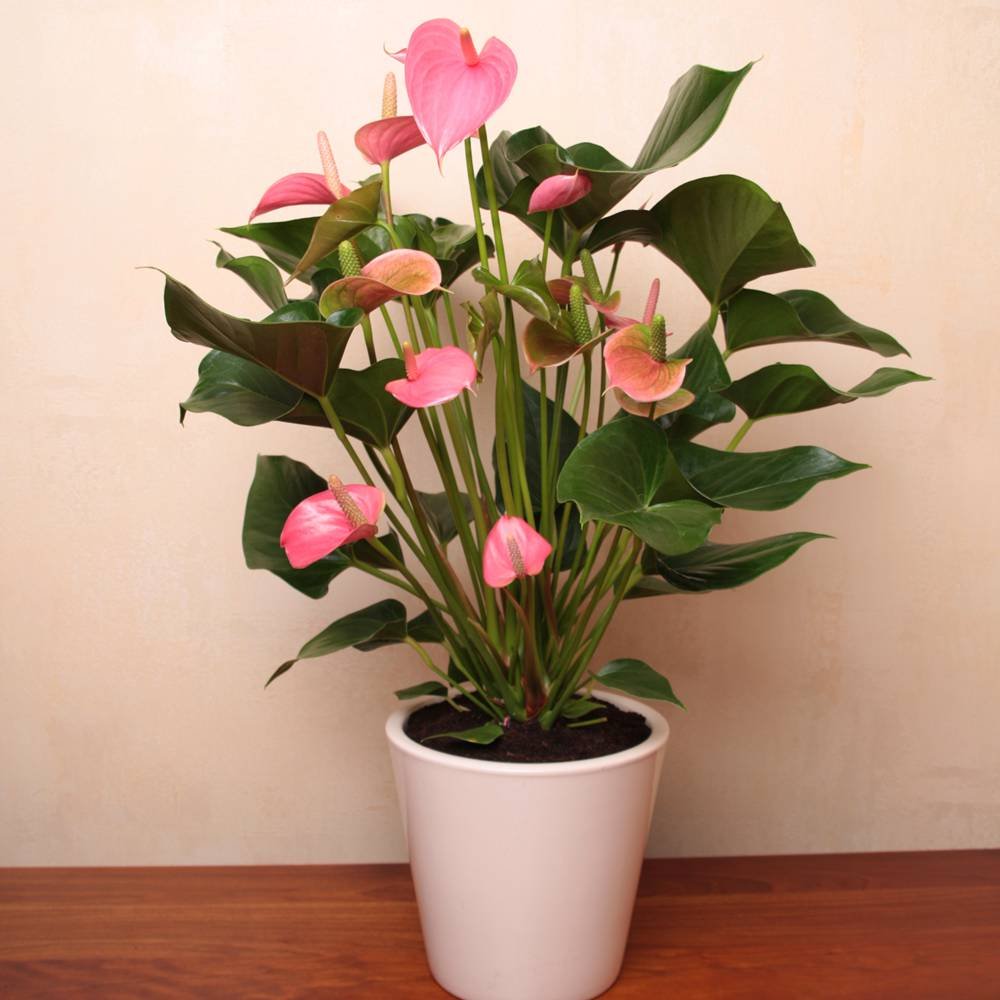 ANTHURIUM ROSE 40 CM